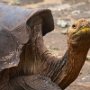 Lonesome George is gone, but there are other varieties of giant tortoises at the Charles Darwin Center being bred to restore populations.