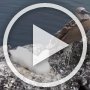 Some more video footage (60 seconds, 16 MB) of the Blue-Footed Booby (and baby!)