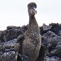 Flightless Cormorant with chick