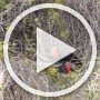Some poor quality video of Frigate Birds (two male, one female)