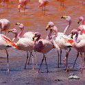 Flamingos in the Altiplano, at Laguna Colorado