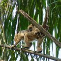 Howler monkey with baby