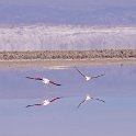 Flamingos coming for a landing