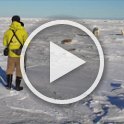 This is a video of our most open close encounter with the bears. (90 seconds, 30 MB)