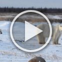 A short video montage of many of our bear encounters and other activities near Churchill. (4.5 minutes, 89 MB)