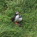 Puffins (adult and juvenile)