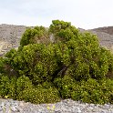Sprucebush (Peucephyllum schottii)