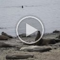 elephant-seals