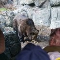 Grizzly in Central Park Zoo