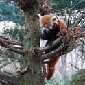 Red panda in Central Park Zoo