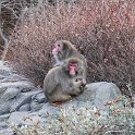 Japanese macaques in Central Park Zoo