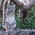 Snow leopard in Central Park Zoo
