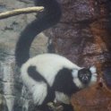 Lemur in Central Park Zoo