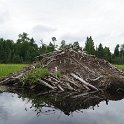 A beaver den on Birch Lake
