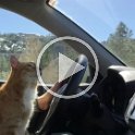 traveling-cats