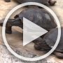 A short video (90 seconds, 23 MB) of the tortoises at the Charles Darwin Center.