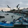 Twilight near the fish market in Puerto Ayora (Frigate Birds)
