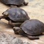 Even the baby giant tortoises look 100 years old!