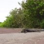 Watch for live speed bumps on Galapagos Island roads.