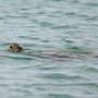 Our first sighting of green sea turtles