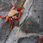 Sally Lightfoot Crabs (or Red Rock Crabs) are a common sight in the Galapagos