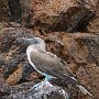 Our first Blue-Footed Booby