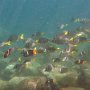 Razor Surgeonfish (yellow tails) and King Angelfish (orange tails)