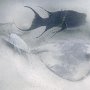 Stingray, Elongate Surgeonfish (silver), Mexican Hogfish (black)
