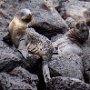 Galapagos Sea Lions (juveniles)