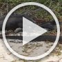 More video footage (75 seconds, 19 MB) of Marine Iguanas on the beach