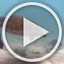More video footage (90 seconds, 23 MB) of swimming with Green Sea Turtles and Stingrays.