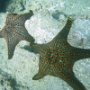Panamic Cushion Sea Star