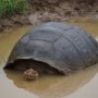 Giant Tortoise (Santa Cruz Island)