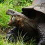 Giant Tortoise (Santa Cruz Island)
