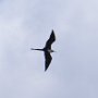 Frigate Bird (female)