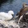 Blue-Footed Boobies (infant and adult)