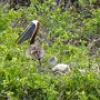 Pelican and chicks