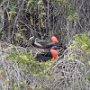 Frigate Birds (two male, one female) nesting