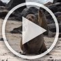Some video (80 seconds, 27 MB) of the sea lions and pups around the beach and wharf.