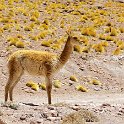 A vicuña near Laguna Colorado