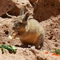 A viscacha shares in our lunch near Laguna Colorado