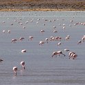 More flamingos
