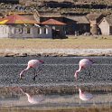 Flamingos at the foot of Mount Tunupa