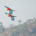 Macaws in flight