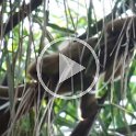 A bit of video of the howler monkeys in the trees. (60 seconds, 35 MB)