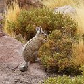 A viscacha (in the family of chinchillas)