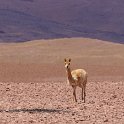 Our first sighting of a vicuna