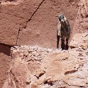 This poor goat got himself trapped on a cliff ledge.