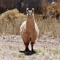 Watched by a llama sentry