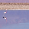 Pink flamingo in the Salar de Atacama